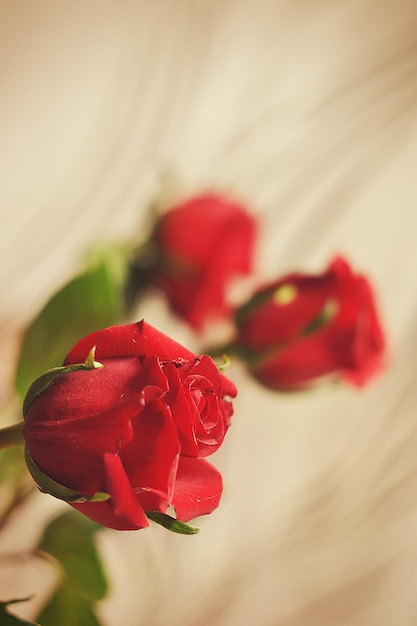 Beautiful Red Rose on the white background