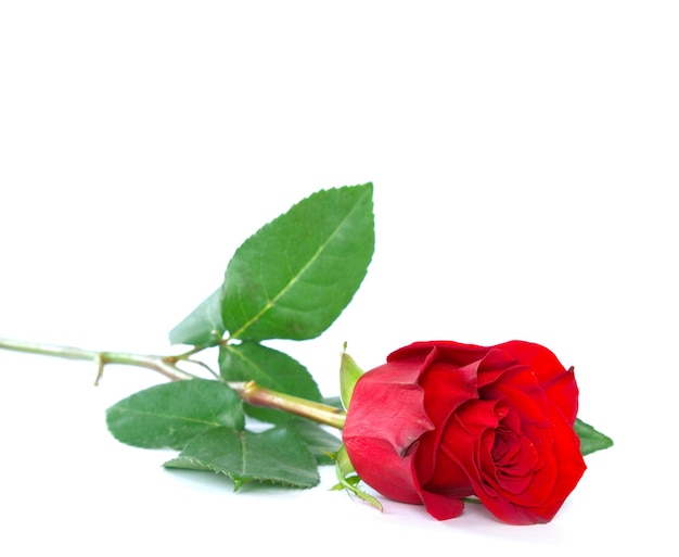 Beautiful red rose on a white background