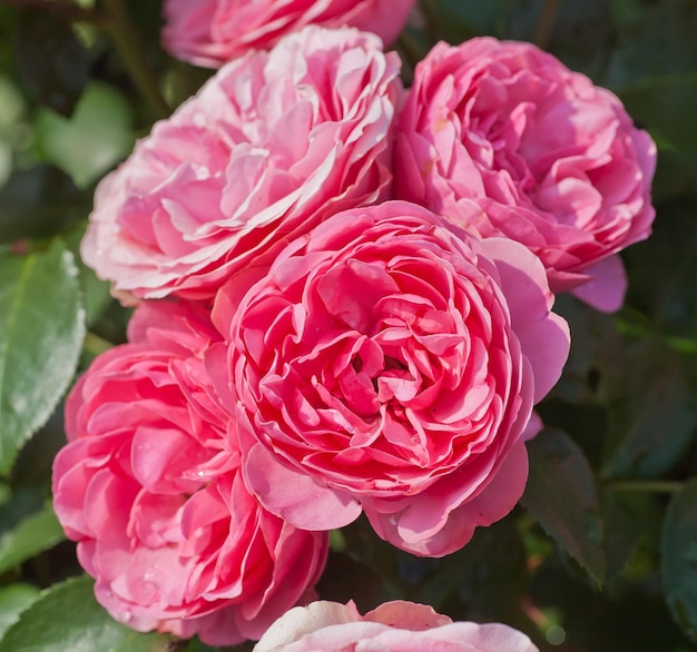 Beautiful red rose