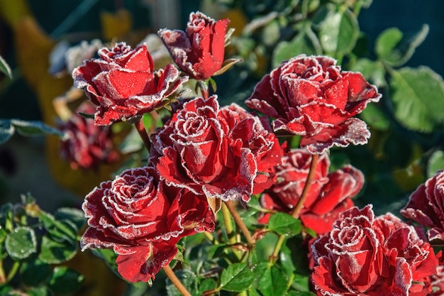 Beautiful red roses covered with hoarfrost