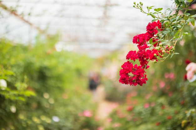 Beautiful red roses flower in the garden