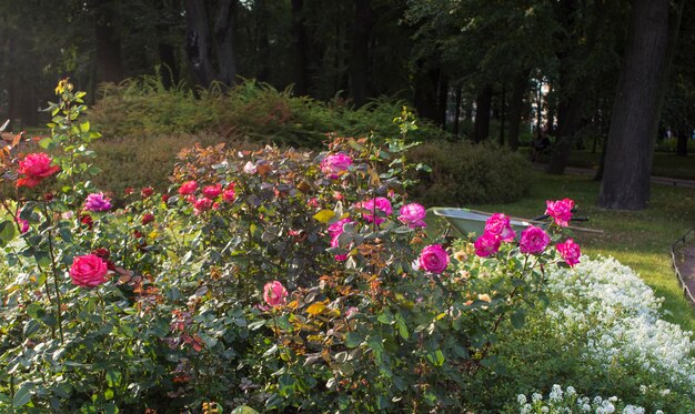 Beautiful red roses flowers glossy and green leaves on shrub branches against the green foliage