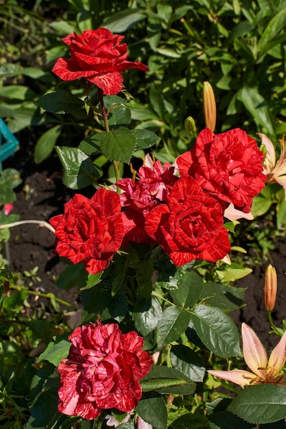 Beautiful red roses in the garden after the rain