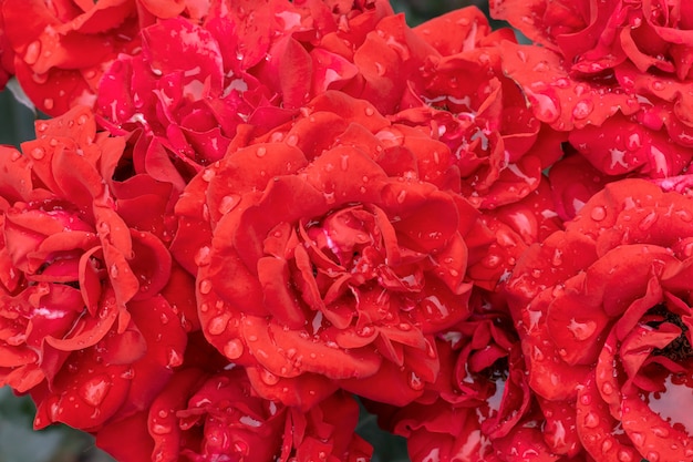 Beautiful red roses in garden, roses for Valentine Day.