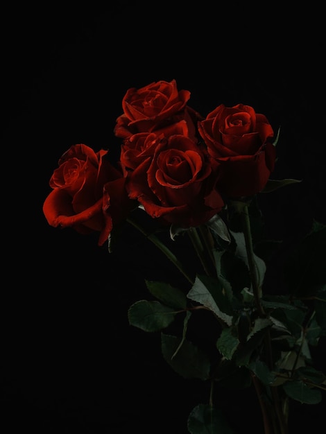 Beautiful red roses isolated on black background