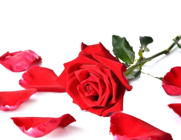 Beautiful red roses on white