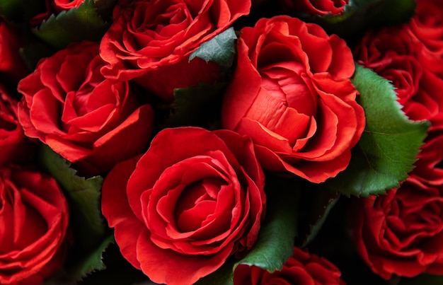 Beautiful red roses