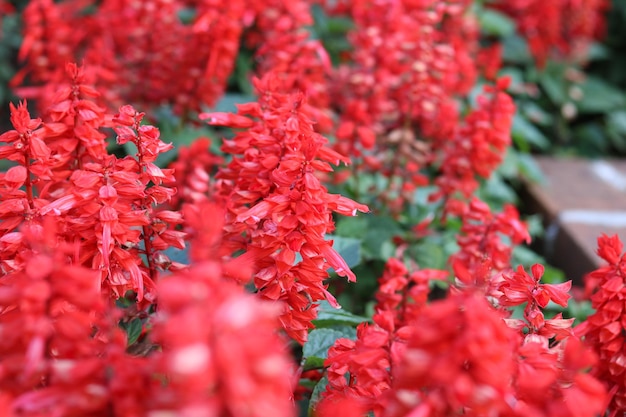 Beautiful red salvia flower. Natural flower background and wallpaper