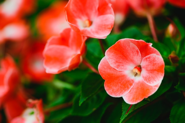 Beautiful red small flower in garden, 