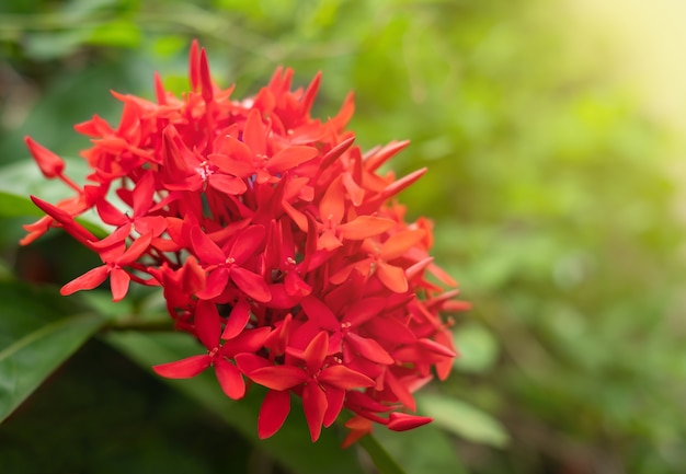 Beautiful Red spike flower in the garden