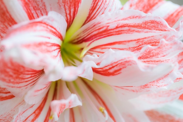 Beautiful red striped Barbados lily