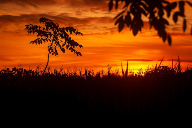 Beautiful red sunset in woodland with silhouette of reeds and trees