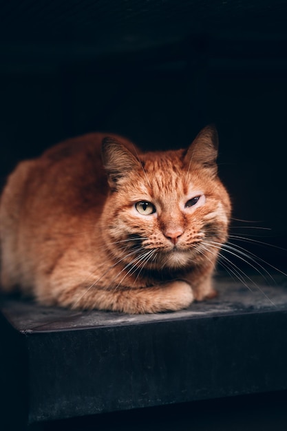 beautiful red tabby cat lies and poses Street cat with a hard fate and a black eye on a black