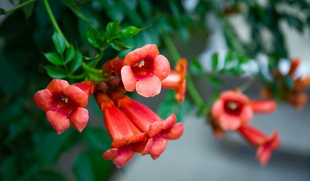 Beautiful red tropical flowers close up flowers web banner with copy space for text