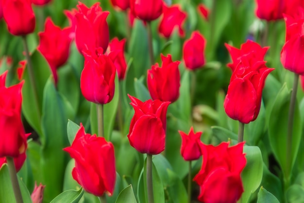 Beautiful red tulip field plantation.