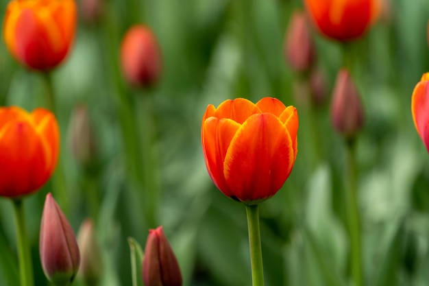 Beautiful red tulip flowers blooming in spring garden outdoors