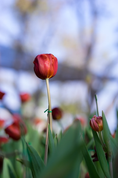 Beautiful red tulip in the garden on green tree tulips background,