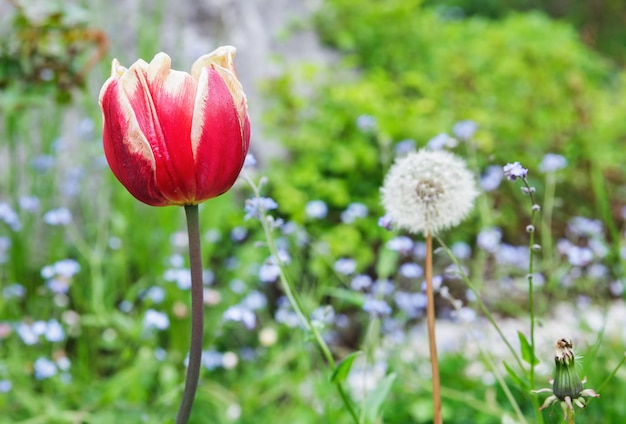 Beautiful red tulips close-up on a background of wildflowers