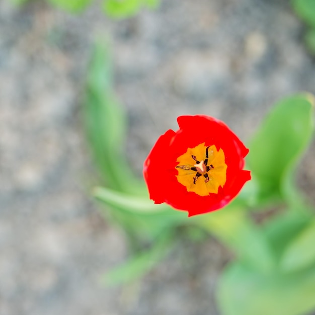 Beautiful red tulips Copy space Concept background flowers and nature