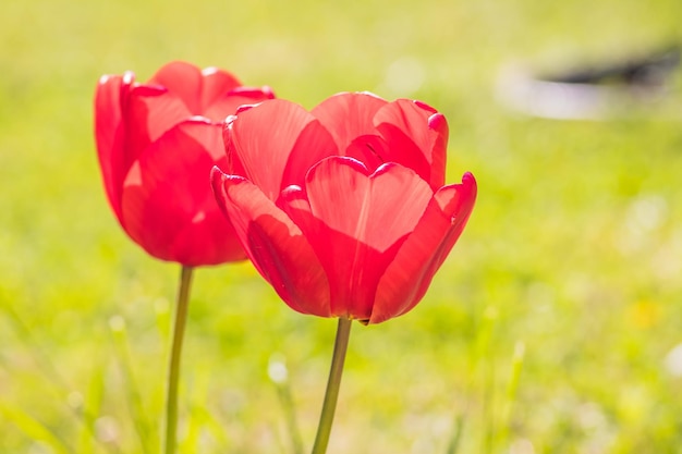 Beautiful red tulips on a green background Red tulips in sunset backlight