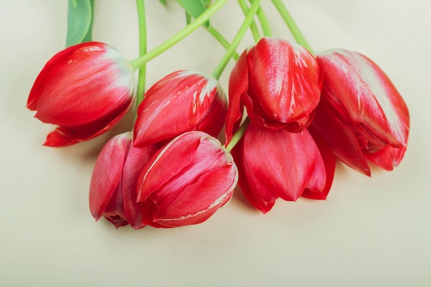 Beautiful red tulips lie on a light background