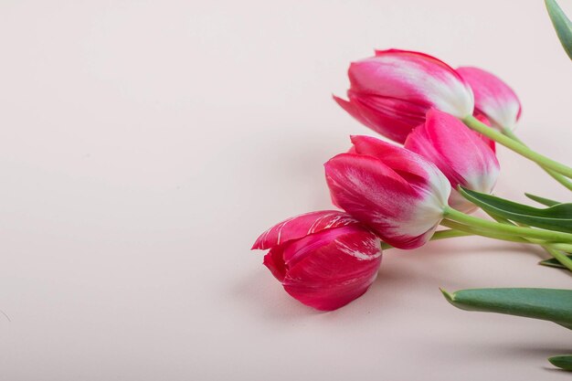 Beautiful red tulips lie on a light pink background top view