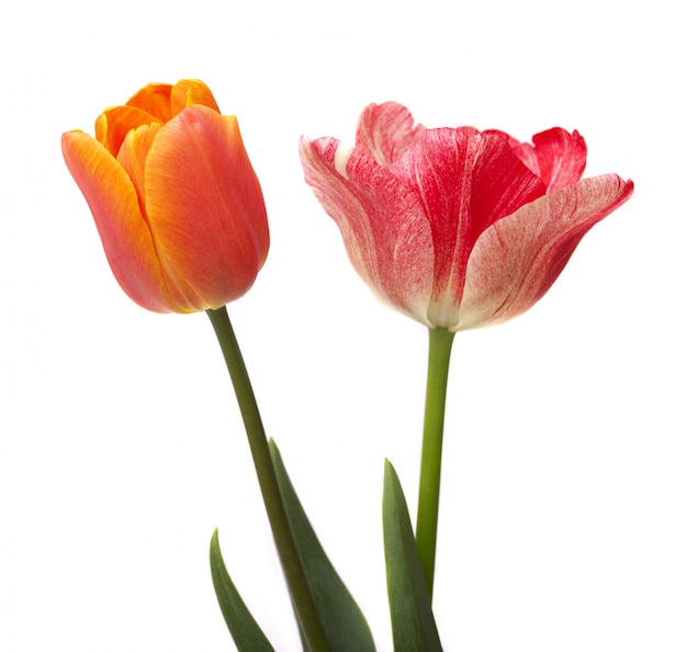 Beautiful red tulips and petals on white