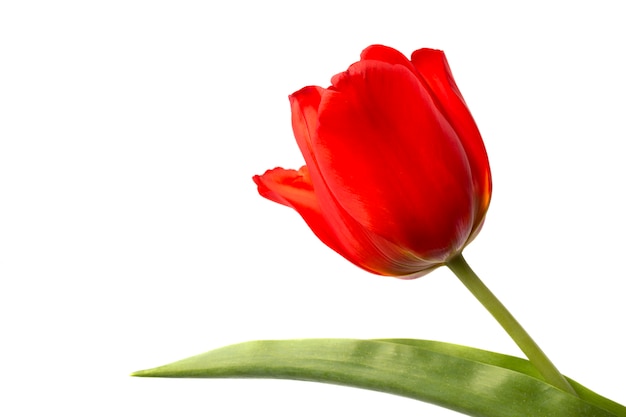 Beautiful red tulips and petals on white