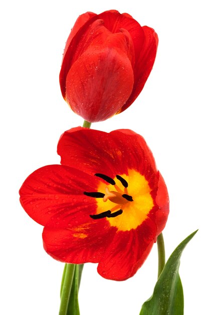 Beautiful red tulips