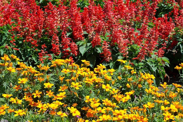 Beautiful red and yellow flowers