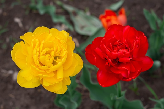 Beautiful red and yellow tulips bloom in the backyard close up