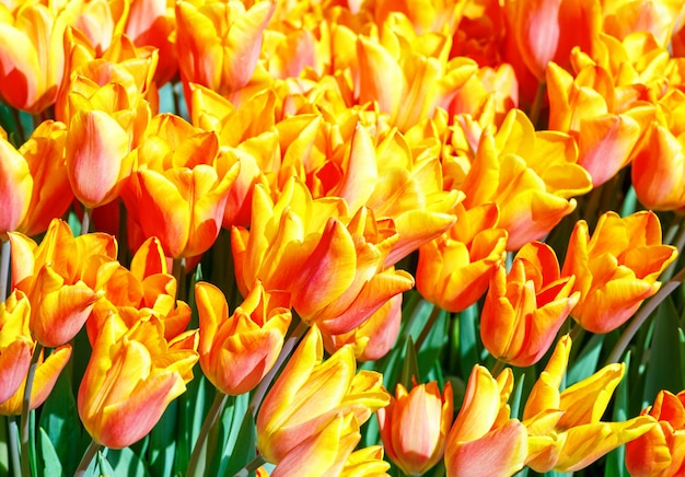 Beautiful red-yellow tulips close-up