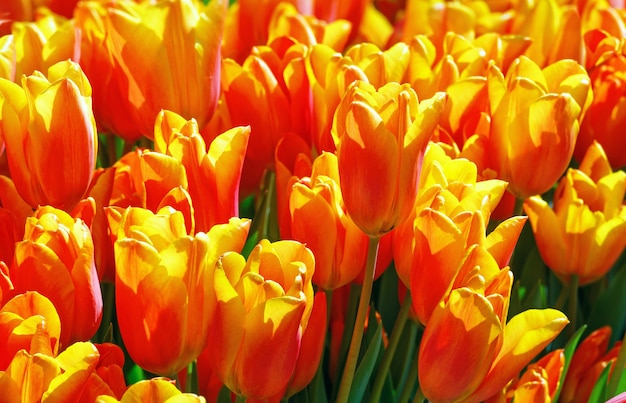 Beautiful red-yellow tulips close-up