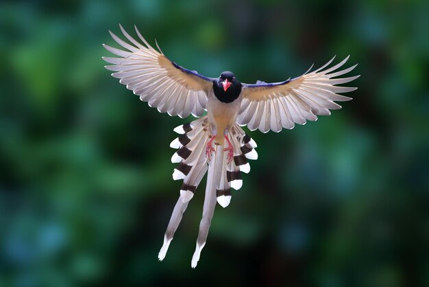 Beautiful Redbilled Blue Magpie flying in the forest