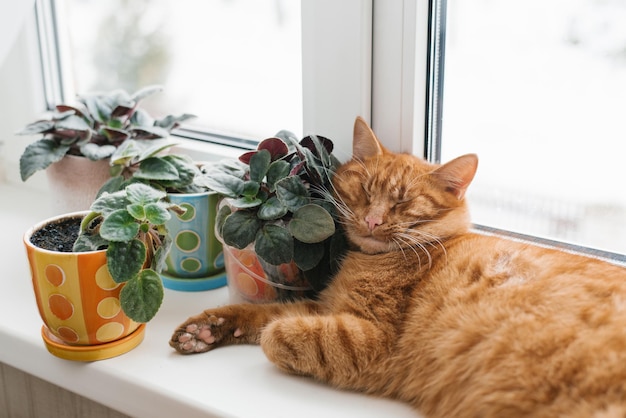 Beautiful redhaired cat sleeps sweetly on windowsill resting his head on the indoor violet flowers