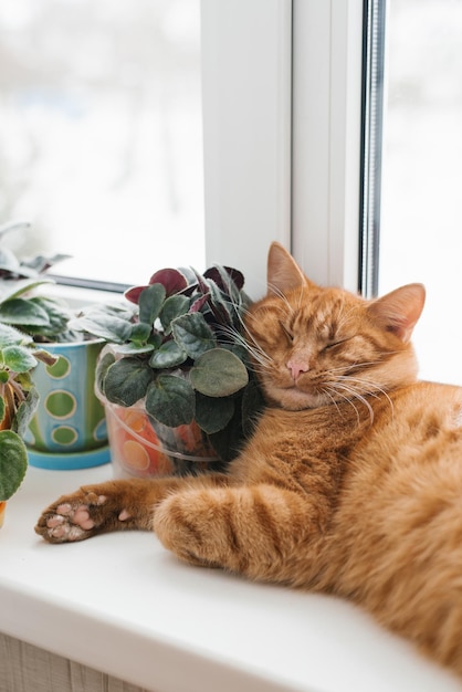 Beautiful redhaired cat sleeps on the windowsill resting his head on the indoor violet flowers