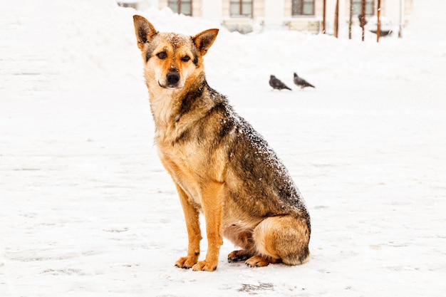 Beautiful redhaired courtyard dog on snow