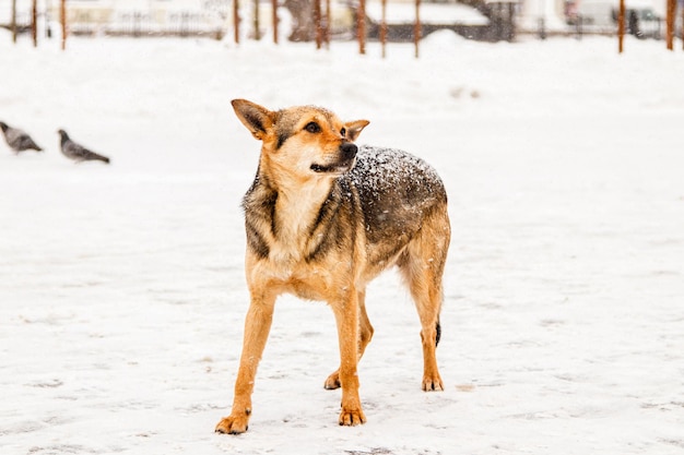 Beautiful redhaired courtyard dog on snow