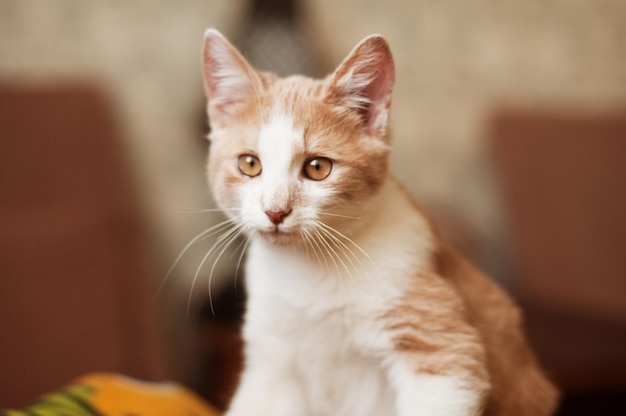 Beautiful redhead small kitten, cat with yellow eyes sits on the couch in sunny day at home. Playing