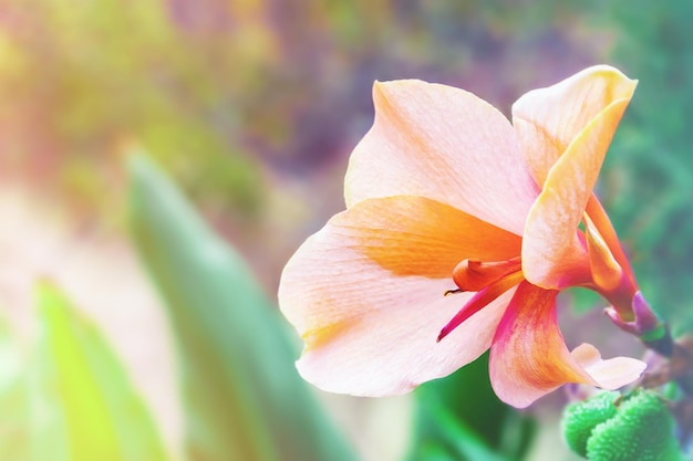 Beautiful redpink Canna flower closeup on blurry background