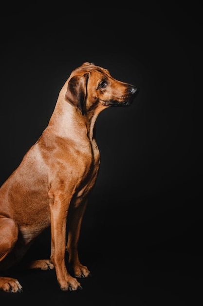 Beautiful Rhodesian Ridgeback dog portrait on a black background