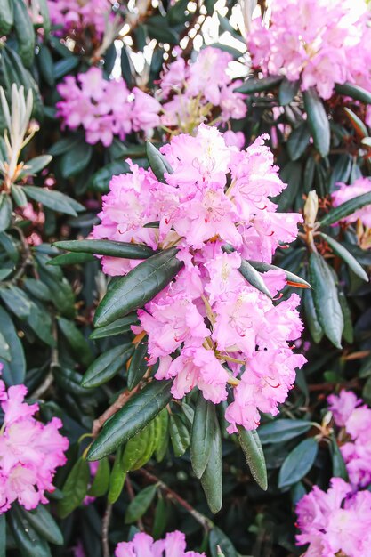 Beautiful Rhododendron flowers in spring park The Blooming Season of Azaleas and Rhododendrons