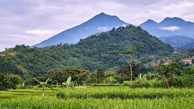 Beautiful rice field scenery with mountain background