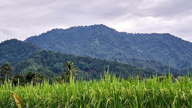 Beautiful rice field scenery with mountain background