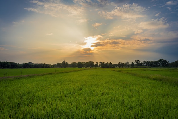 Beautiful rice field and sunset at Thailand. 