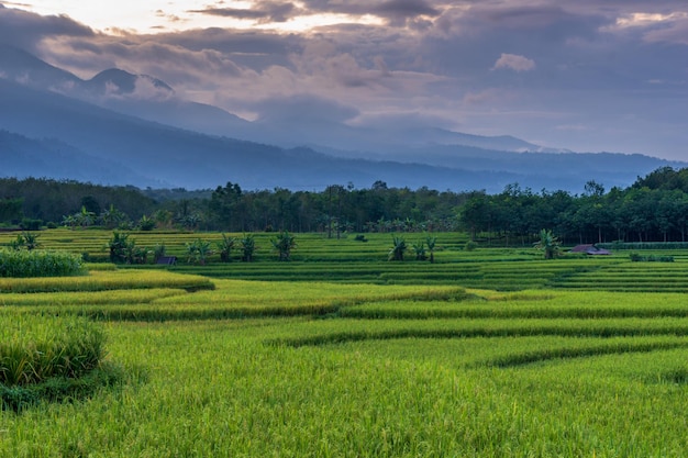 Beautiful rice fields in the morning indonesia