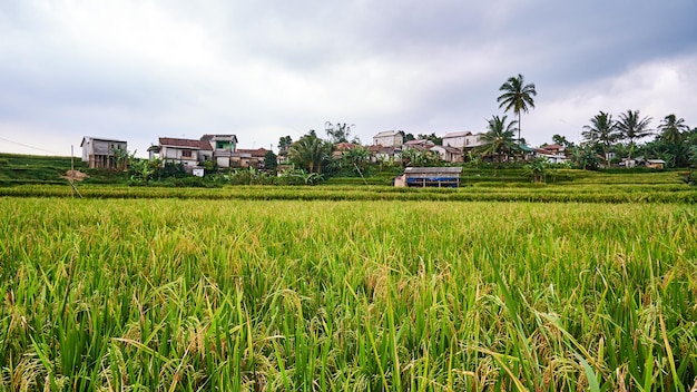 Beautiful rice fields ready to be harvested