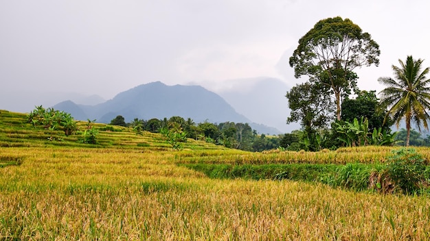 Beautiful rice fields ready to be harvested