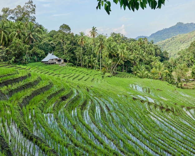 Beautiful rice fields in a village in West Sumatra West Sumatra Indonesia