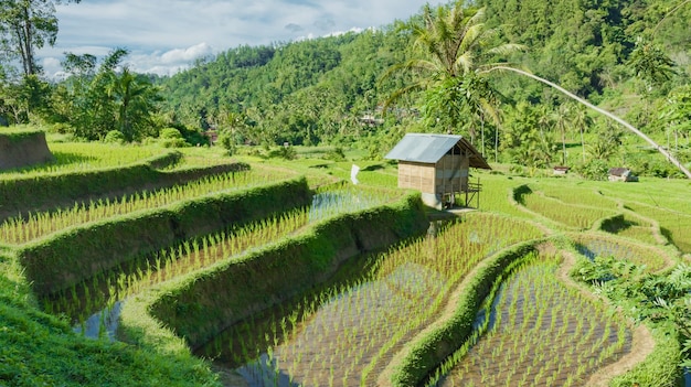 Beautiful rice fields